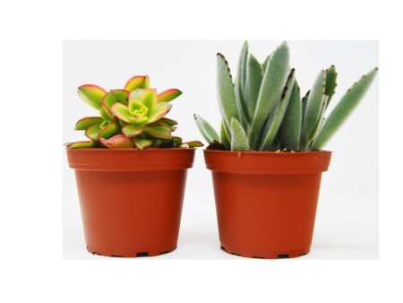 2 Succulent Variety Pack   4  Pot   Live Home and Garden Plant Cheap