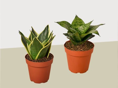 2 Snake Plant Variety (Sansevieria)   4  Pot   Live Plant Fashion