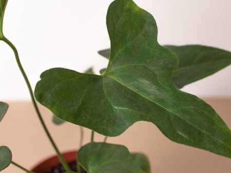 Anthurium  Lacy Plant  For Sale