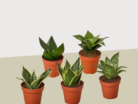 5 Different Snake Plants in 4  Pots - Sansevieria - Live Plant - FREE Care Guide Sale