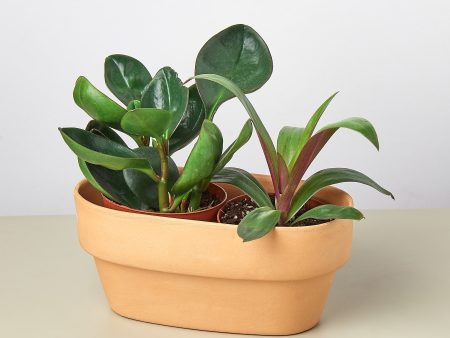 2 Plant Terra Cotta Planter - 7 Inch Supply