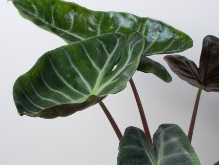 Alocasia Pink Dragon Discount