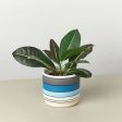 Polychrome Cylinder Pot - 5.5 Inch Online