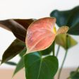 Anthurium Rainbow Champion - 4  Pot For Discount