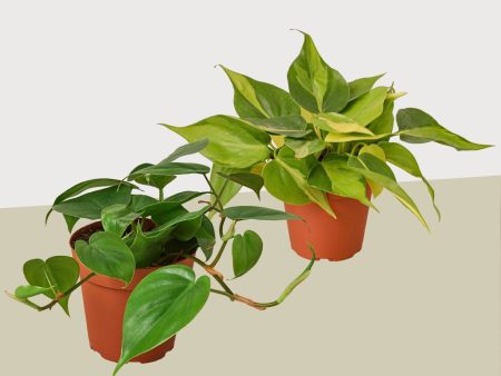 2 Philodendron Variety Pack - 4  Pot For Sale