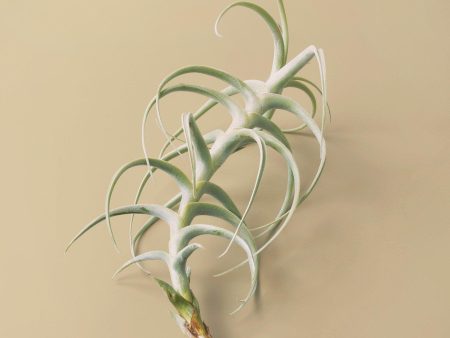 Tillandsia Air Plant Paleacea x Tectorum Cheap