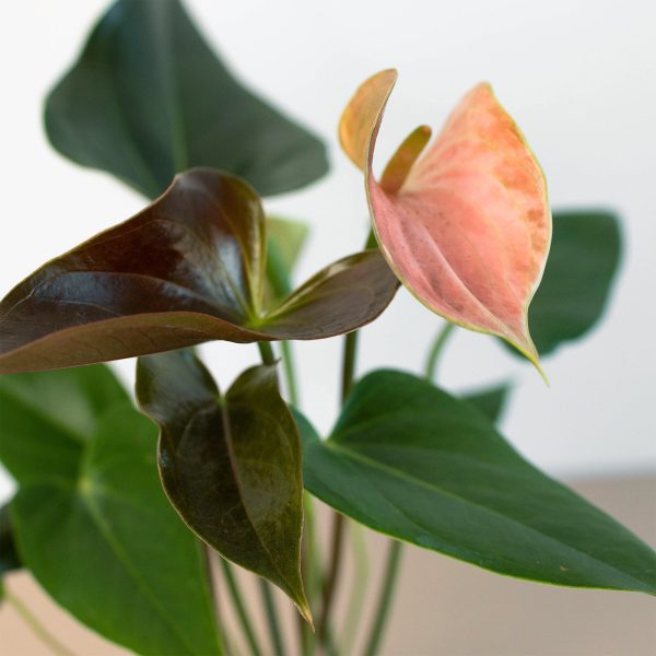 Anthurium Rainbow Champion - 4  Pot For Discount