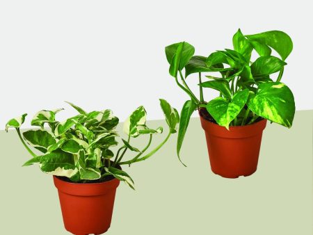 2 Pothos Variety Pack   4  Pot Hot on Sale