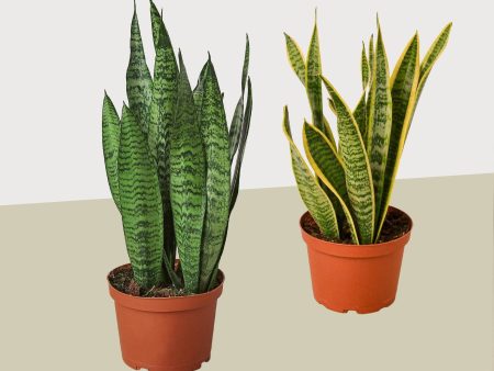 2 Snake (Sansevieria) Plant Variety Pack  6  Pot   12  - 18  Tall For Discount