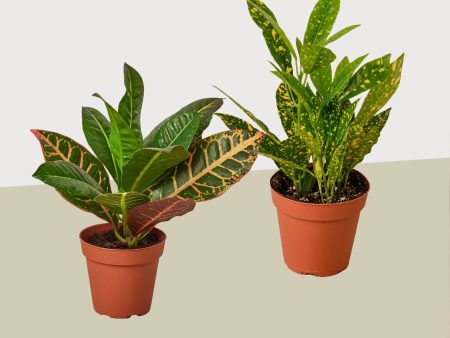 2 Croton Variety Pack   4  Pot   Live Plant   House Plant Supply