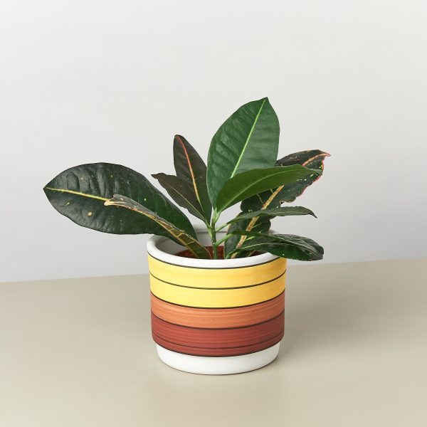 Polychrome Cylinder Pot - 5.5 Inch Online