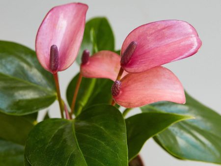 Anthurium  Purple  Sale