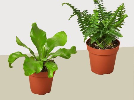 2 Fern Variety Pack - Live Plants - 4  Pot - House Plant Discount