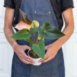 Anthurium Rainbow Champion - 4  Pot For Discount