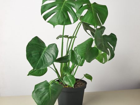 Monstera  Split-Leaf  For Discount