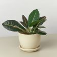 Eco-Friendly  Plant Fiber  Pot - 6 Inch For Sale