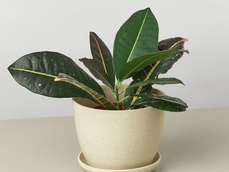 Eco-Friendly  Plant Fiber  Pot - 6 Inch For Sale