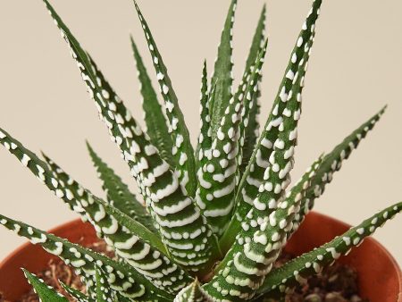 Zebra Succulent Cheap