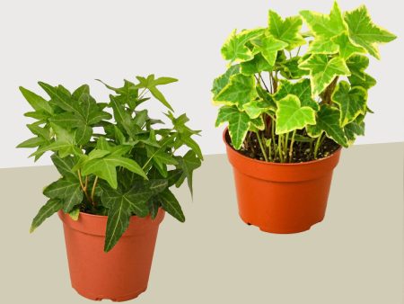 2 English Ivy Variety Pack - 4  Pot Supply