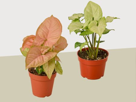 2 Syngonium Variety (Arrowhead Plant)   4  Pot   Live Plant Cheap