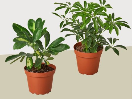 2 Different Schefflera Plants Variety Pack- Live House Plant - FREE Care Guide Fashion