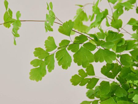 Maidenhair Fern For Sale