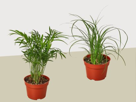 2 Palm Variety Pack   4  Pots   Live Plant   House Plant Supply