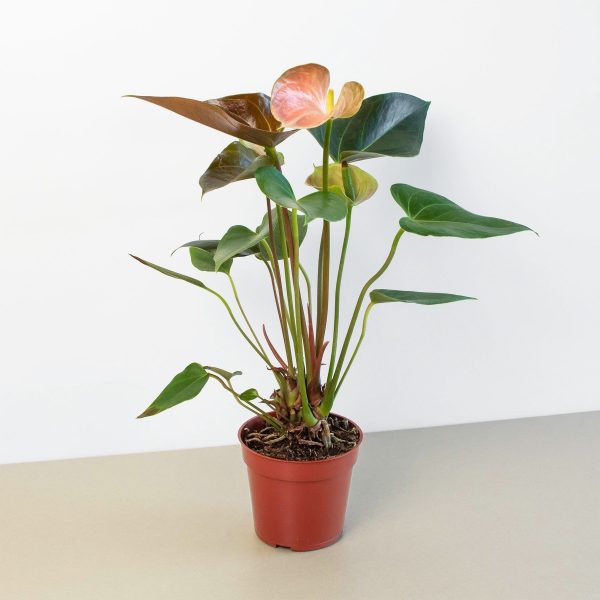 Anthurium Rainbow Champion - 4  Pot For Discount