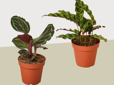 2 Calathea Plant Variety Pack - 4  Pots - Live Houseplant Online Hot Sale