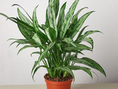 Chinese Evergreen  Cutlass  For Sale