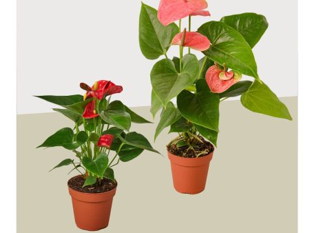 2 Anthurium Variety Pack- All Different Colors - 4  Pots Online Hot Sale