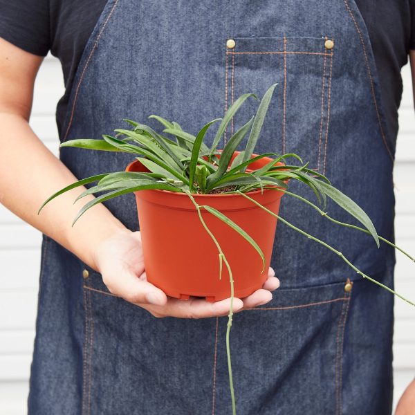 Hoya  String Bean  - 4  Pot For Discount