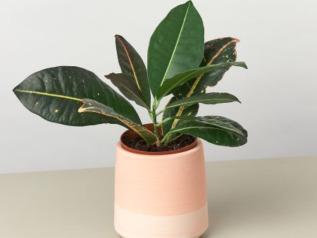 Gradient Cylinder Pot - 5 Inch Discount