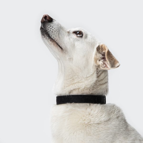 Cloud7: Tivoli Dog Collar in Canvas Leather, Black Supply