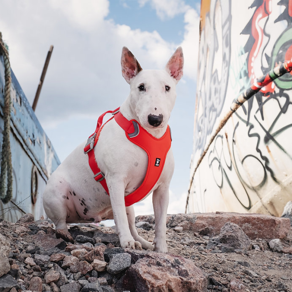 Hurtta Dog Harness: Weekend Warrior Eco, Rosehip on Sale