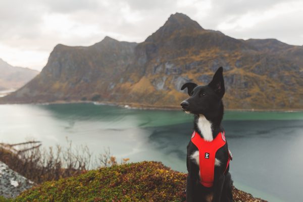 Hurtta Dog Harness: Weekend Warrior Eco, Rosehip on Sale