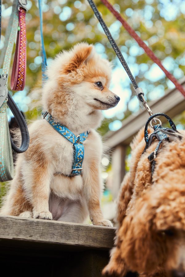 Hurtta Dog Y-Harness: Razzle Dazzle, Hedge Sale