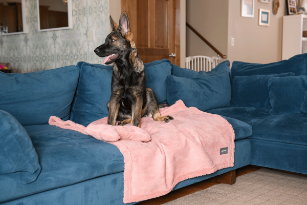 Big Sky Dog Blankets, Oatmeal Sale