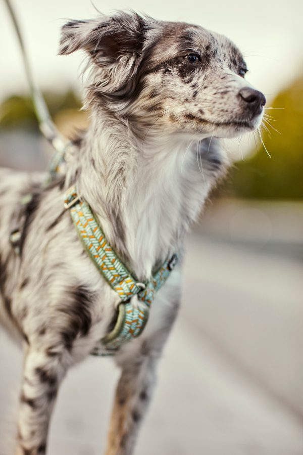 Hurtta Dog Y-Harness: Razzle Dazzle, Bilberry Online Sale