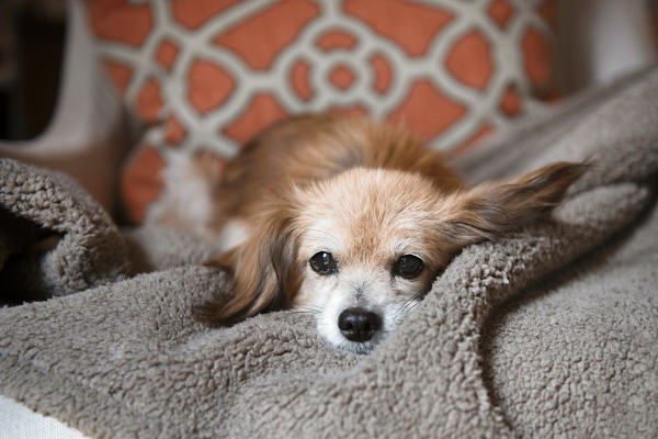 Big Sky Dog Blankets, Oatmeal Sale