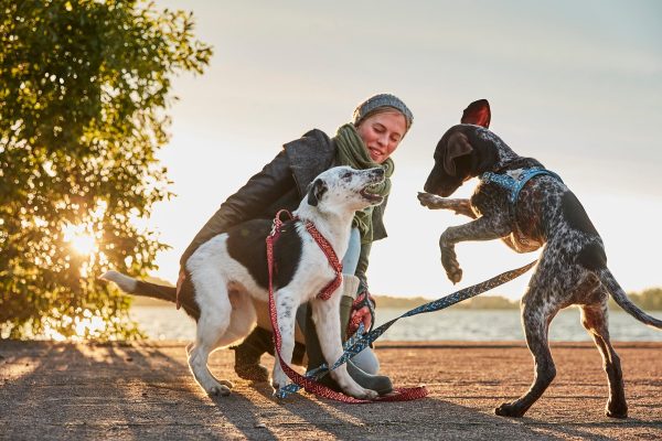 Hurtta Dog Y-Harness: Razzle Dazzle, Beetroot For Discount