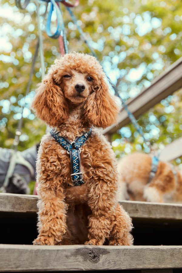 Hurtta Dog Y-Harness: Razzle Dazzle, Hedge Sale