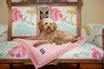 Big Sky Dog Blankets, Oatmeal Sale