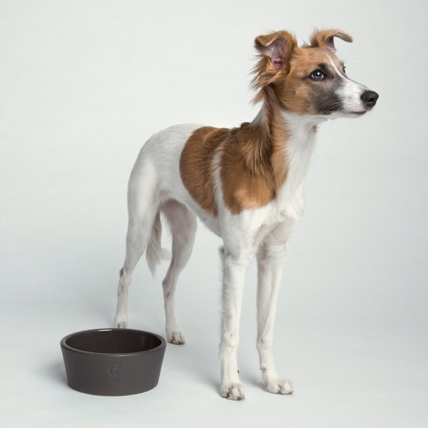 Cloud7 Dog Food and Water Oliver Bowl, Graphite Supply