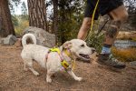 Ruffwear Dog Lightweight Harness: Hi & Light Discount