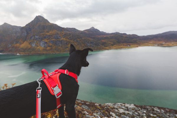 Hurtta Dog Harness: Weekend Warrior Eco, Hedge Online