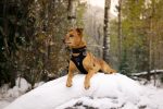 Hurtta Dog Harness: Weekend Warrior, Raven Online