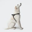 Cloud7: Tivoli Dog Harness in Canvas Leather, Black For Discount