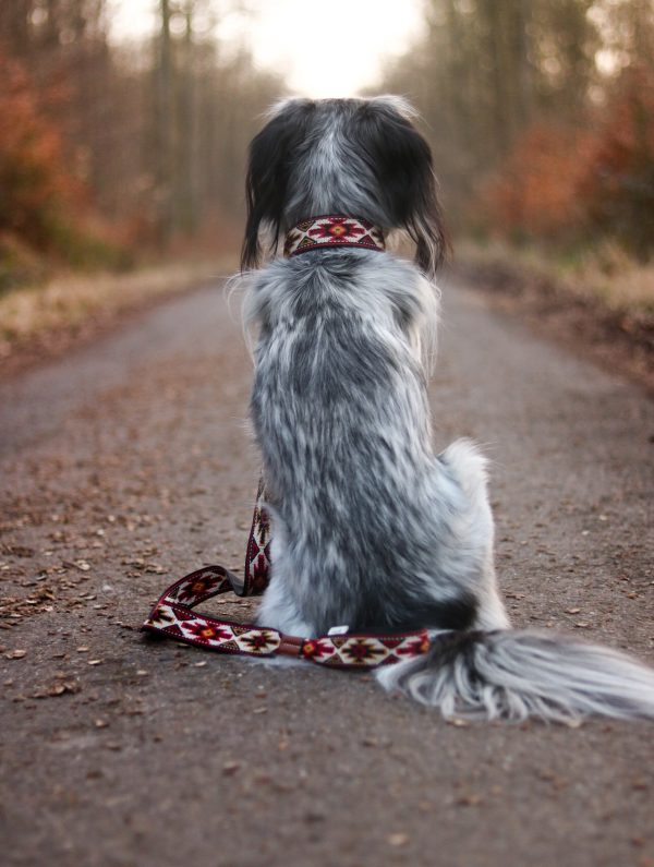 Dog Lead: Peyote Rojo Fashion